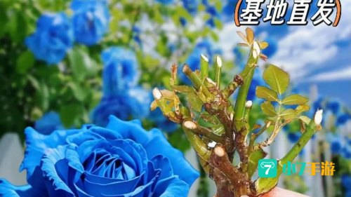 深海妖姬