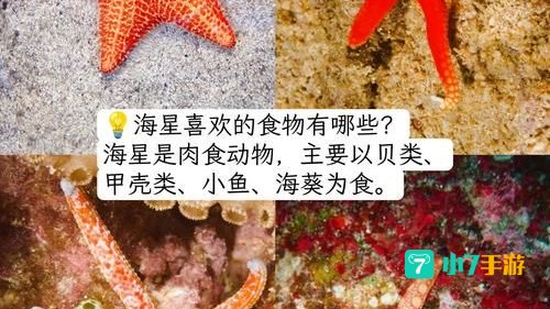 什么海洋动物没有心脏